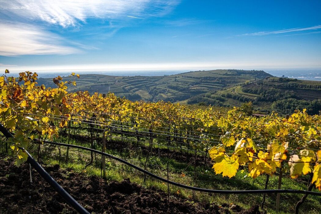 Escursione e Degustazione nel Soave: il Percorso dei 10 Capitelli Escursione e Degustazione nel Soave: il Percorso dei 10 Capitelli desktop picture