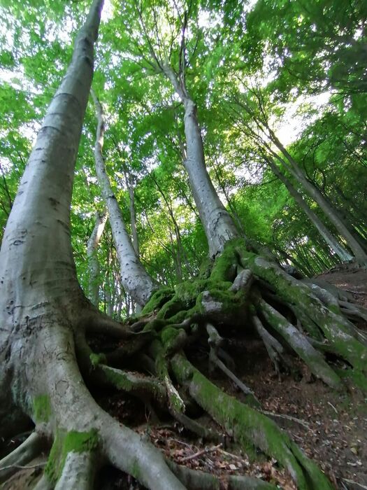 Trekking nel Triangolo Lariano: sentiero dei faggi e degustazione Trekking nel Triangolo Lariano: sentiero dei faggi e degustazione desktop picture
