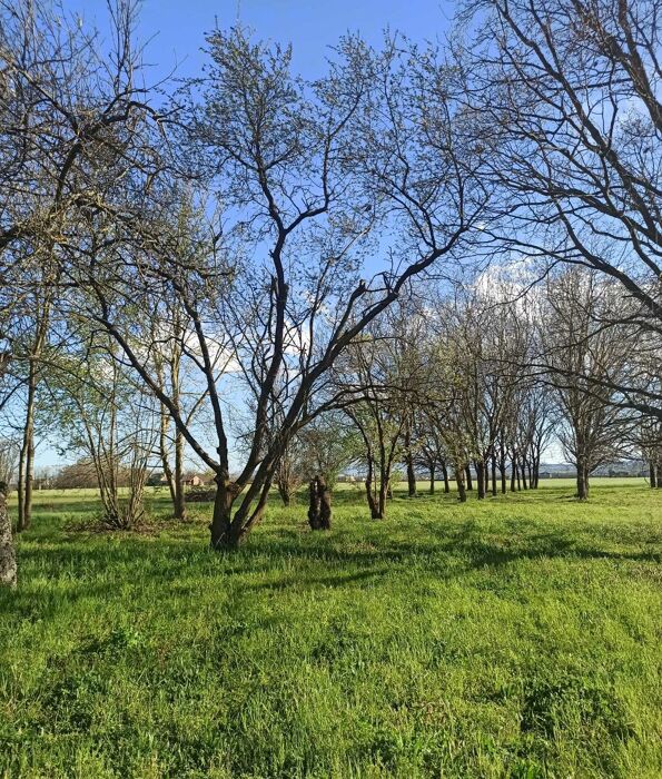Mindfulness e Benessere nel bosco: allenare mente e corpo Mindfulness e Benessere nel bosco: allenare mente e corpo desktop picture