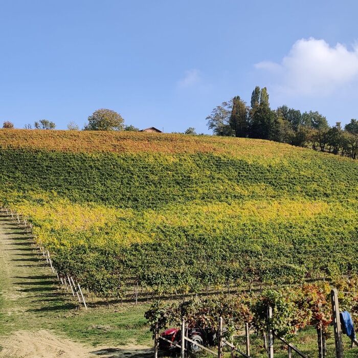 Speciale Monfreedom e Meeters ad Alice Bel Colle: natura e vino in Monferrato Speciale Monfreedom e Meeters ad Alice Bel Colle: natura e vino in Monferrato desktop picture