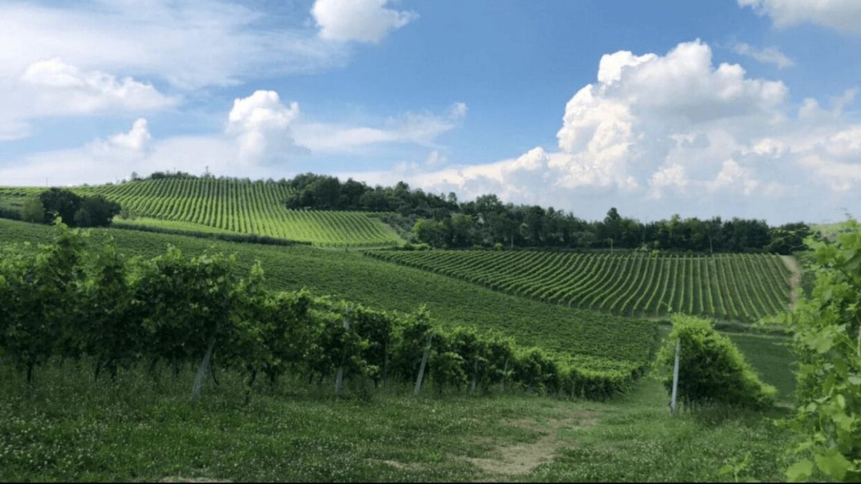 Speciale Monfreedom e Meeters a Ozzano: natura e vino in Monferrato Speciale Monfreedom e Meeters a Ozzano: natura e vino in Monferrato desktop picture