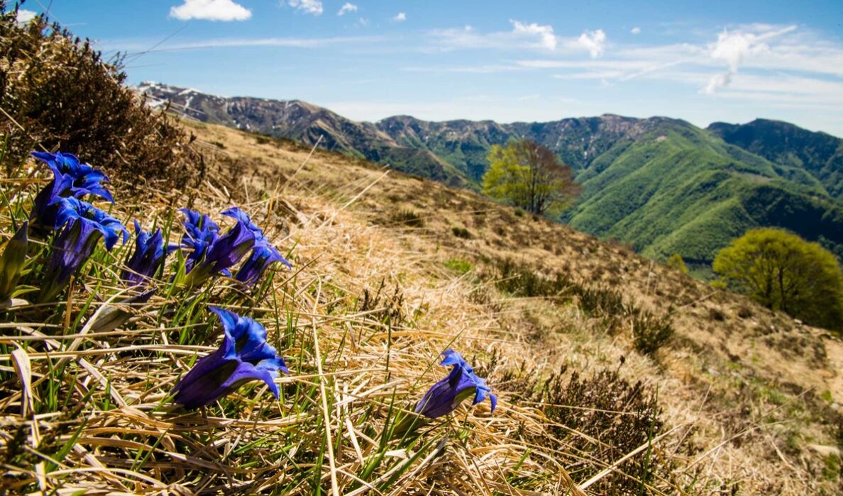 Escursione nel Varesotto tra camosci, aquile e panorami mozzafiato Escursione nel Varesotto tra camosci, aquile e panorami mozzafiato desktop picture