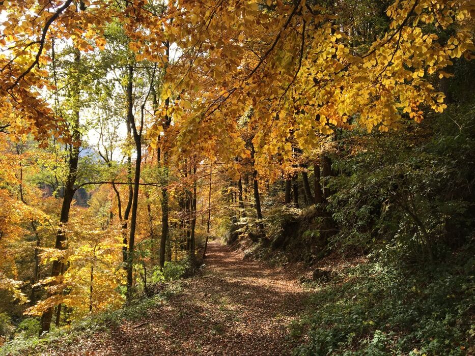 Trekking da Serina al Colle di Zambla: pinete e panorami mozzafiato Trekking da Serina al Colle di Zambla: pinete e panorami mozzafiato desktop picture