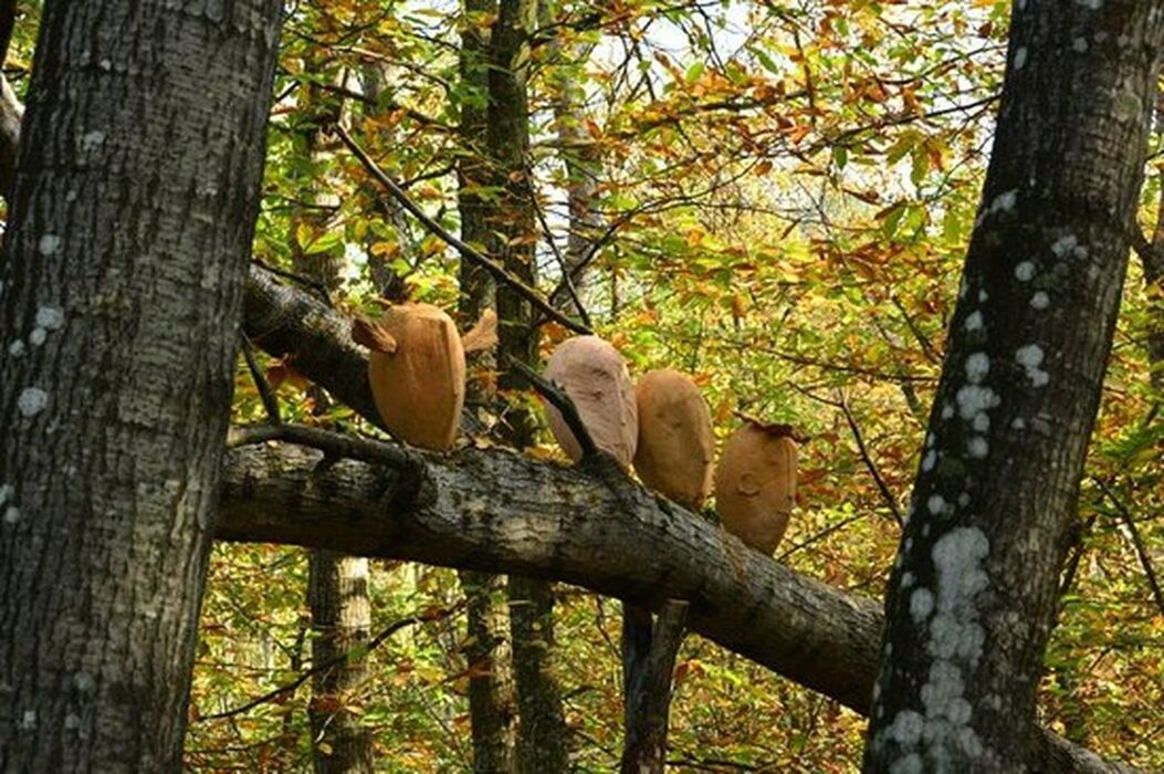 Natura e arte e tra i castagni di Monte San Giacomo Natura e arte e tra i castagni di Monte San Giacomo desktop picture