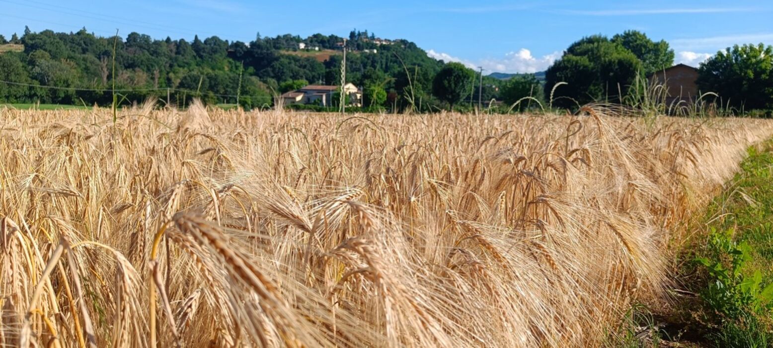 Trekking in Val Quaderna tra le dolci colline di Villa Malvezzi Trekking in Val Quaderna tra le dolci colline di Villa Malvezzi desktop picture