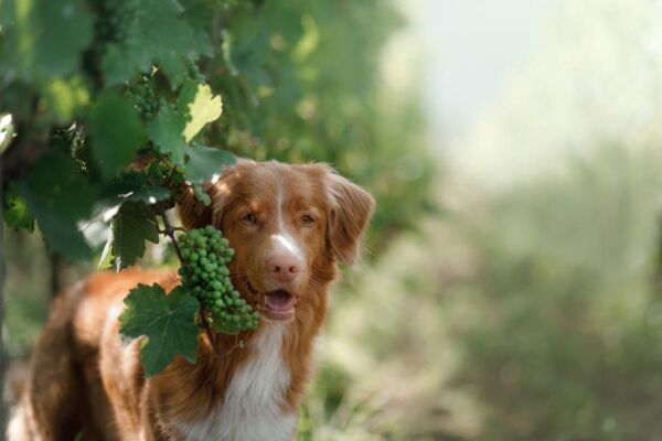 Event card Wine & Dogs: Camminata cinofila e degustazione in Franciacorta cover image