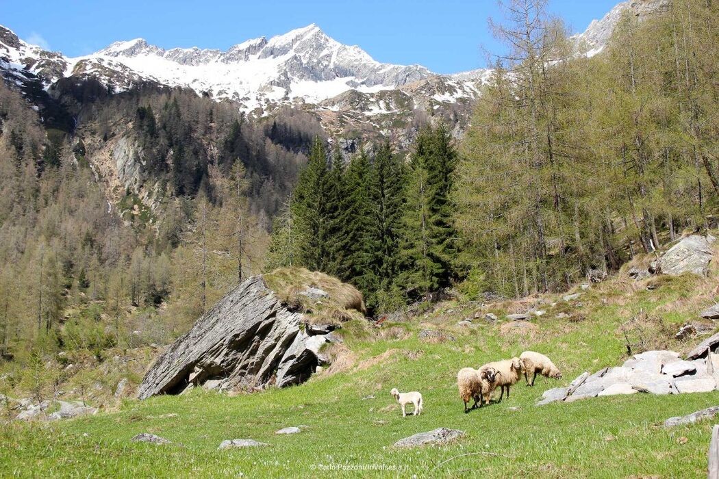 Escursione ad anello in Alta Valsesia: gli alpeggi di Carcoforo Escursione ad anello in Alta Valsesia: gli alpeggi di Carcoforo desktop picture