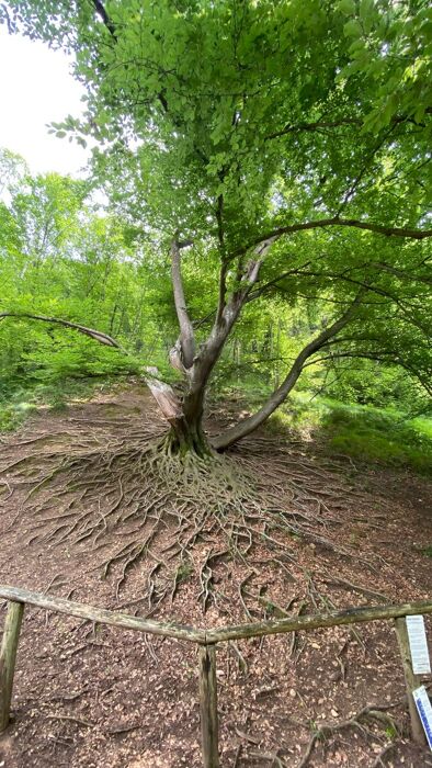 Passeggiata sulla Via dell'Acqua a Cison di Valmarino Passeggiata sulla Via dell'Acqua a Cison di Valmarino desktop picture