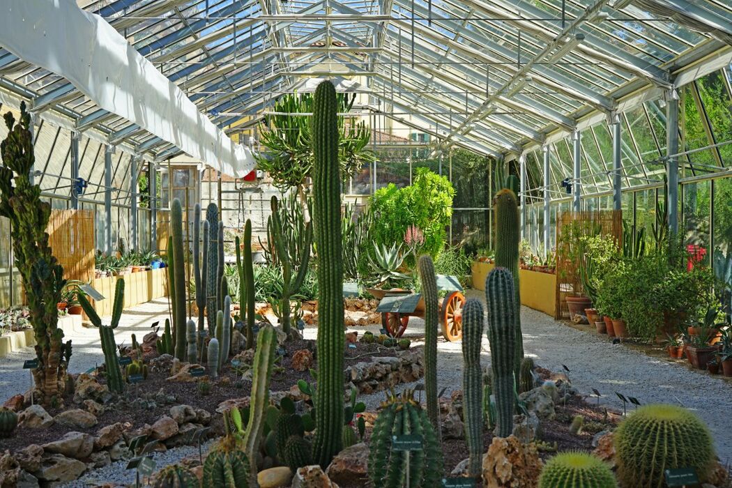 Visita all'Orto Botanico di Pisa e Aperitivo con giochi da tavolo Visita all'Orto Botanico di Pisa e Aperitivo con giochi da tavolo desktop picture