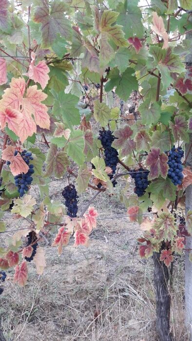 Sessione di Vendemmia con pranzo alle porte di Padova Sessione di Vendemmia con pranzo alle porte di Padova desktop picture