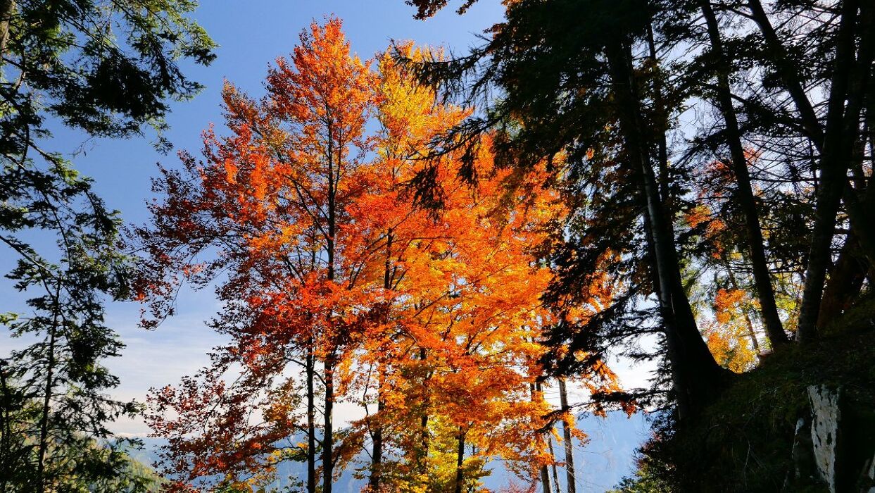 Trekking al Monte Salubio, un balcone sul selvaggio Lagorai Trekking al Monte Salubio, un balcone sul selvaggio Lagorai desktop picture