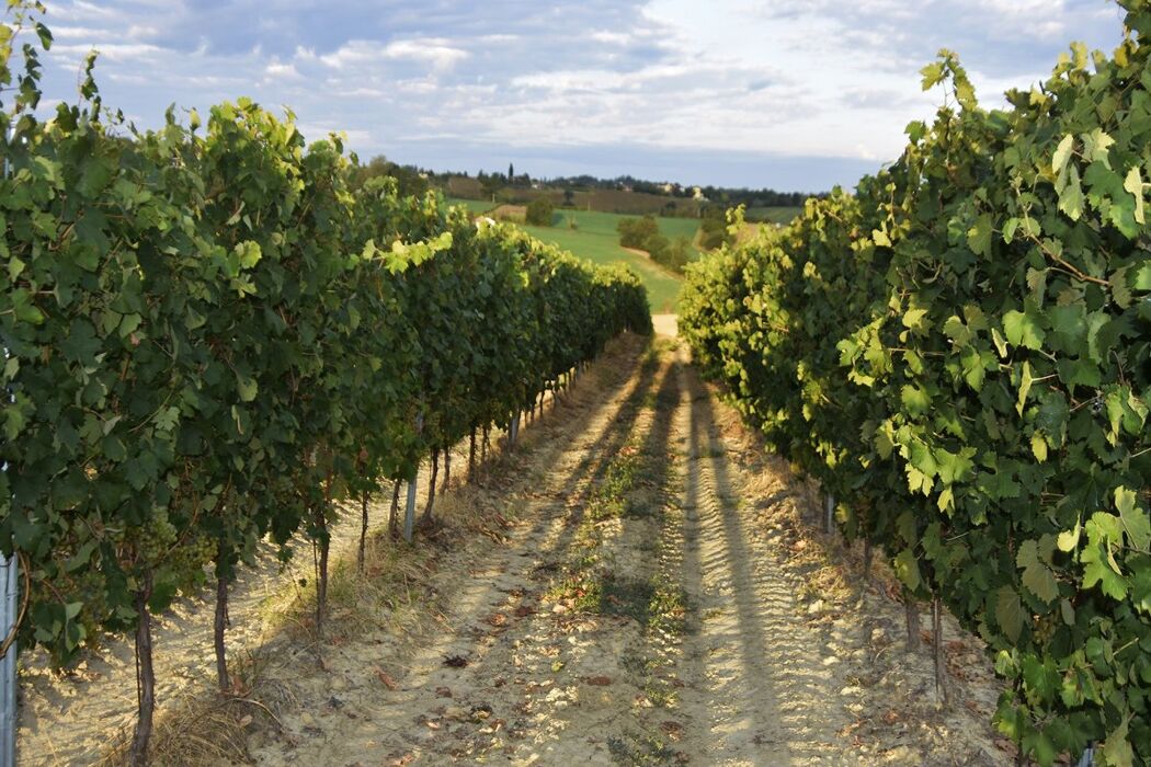 Camminata tra i colli tortonesi tra vigneti, boschetti e frutteti Camminata tra i colli tortonesi tra vigneti, boschetti e frutteti desktop picture