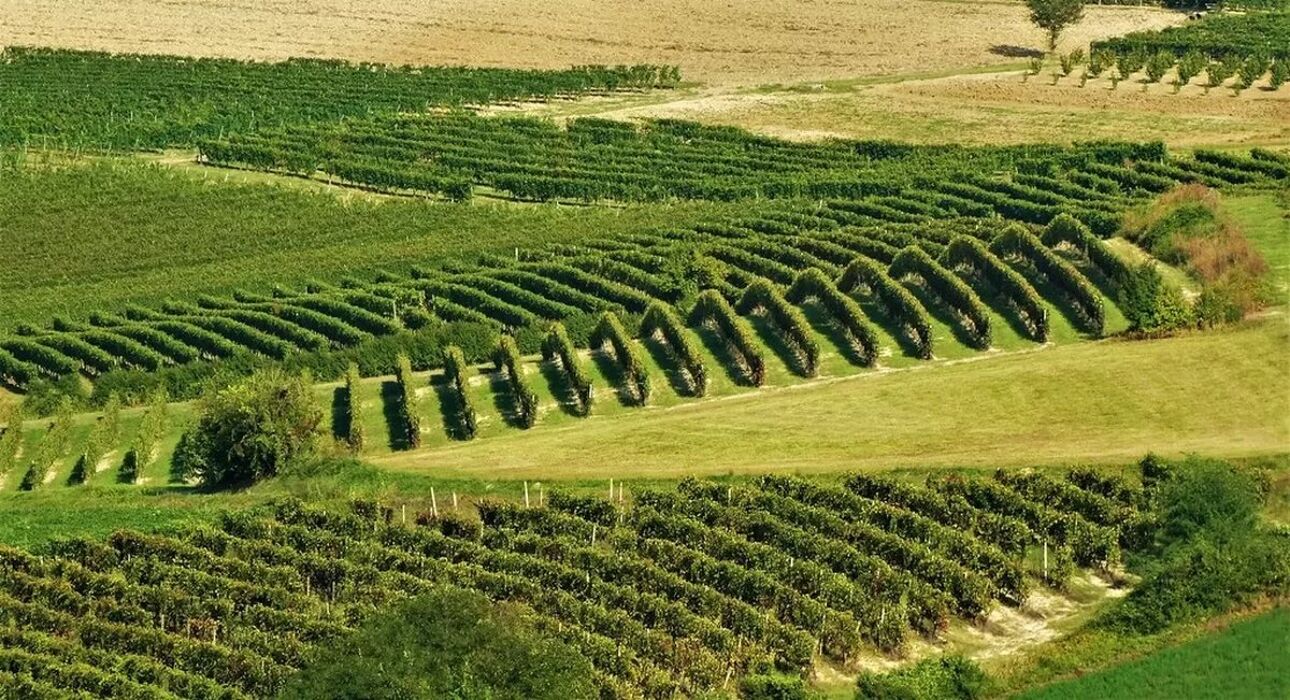 Meeters & Monfreedom: trekking e degustazioni a Sala Monferrato Meeters & Monfreedom: trekking e degustazioni a Sala Monferrato desktop picture