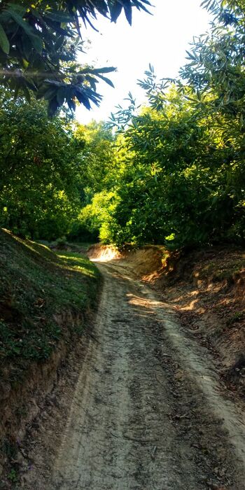 Escursione tra natura e murales nei dintorni di Tolè Escursione tra natura e murales nei dintorni di Tolè desktop picture