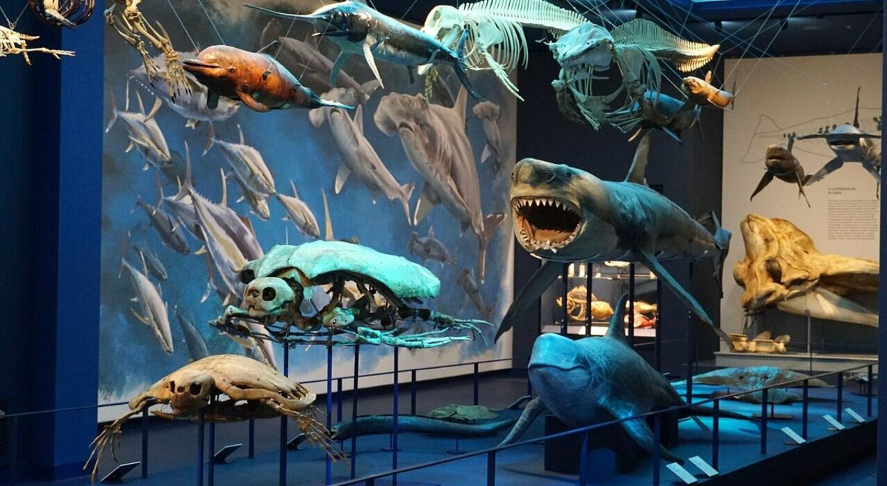 Visita guidata al Museo della Natura e dell'Uomo di Padova Visita guidata al Museo della Natura e dell'Uomo di Padova desktop picture