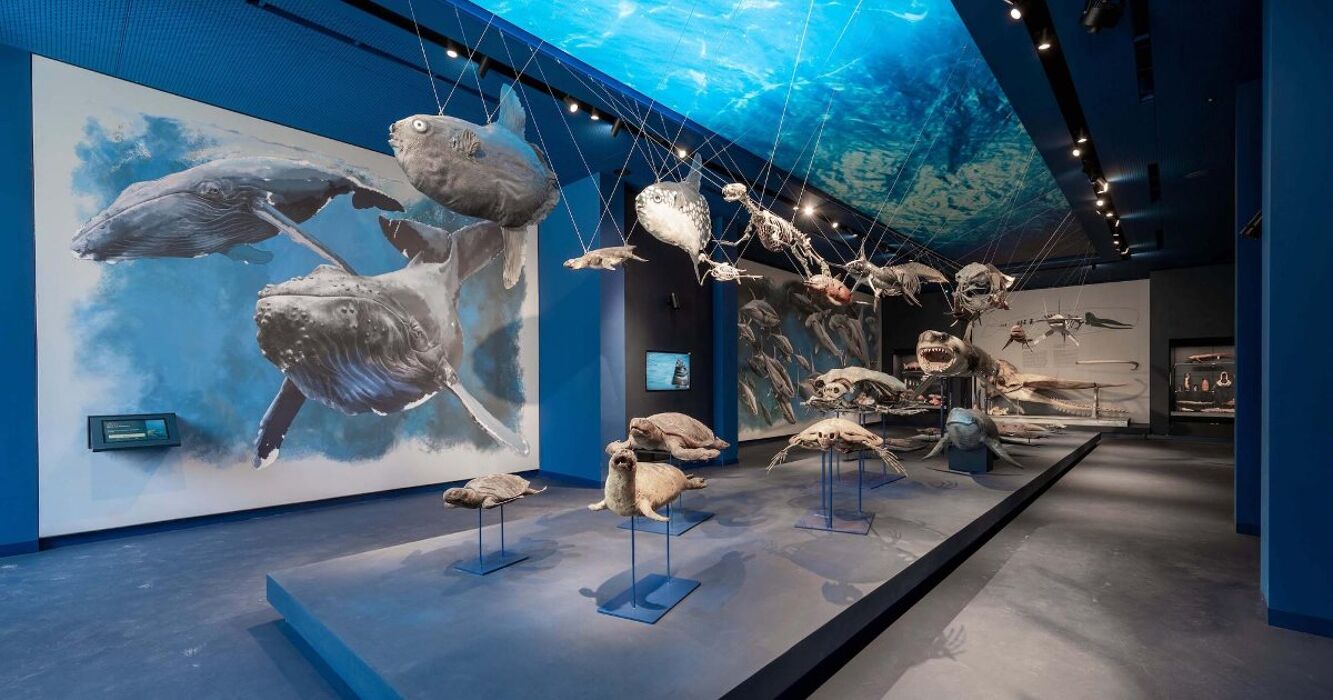 Visita guidata al Museo della Natura e dell'Uomo di Padova Visita guidata al Museo della Natura e dell'Uomo di Padova desktop picture