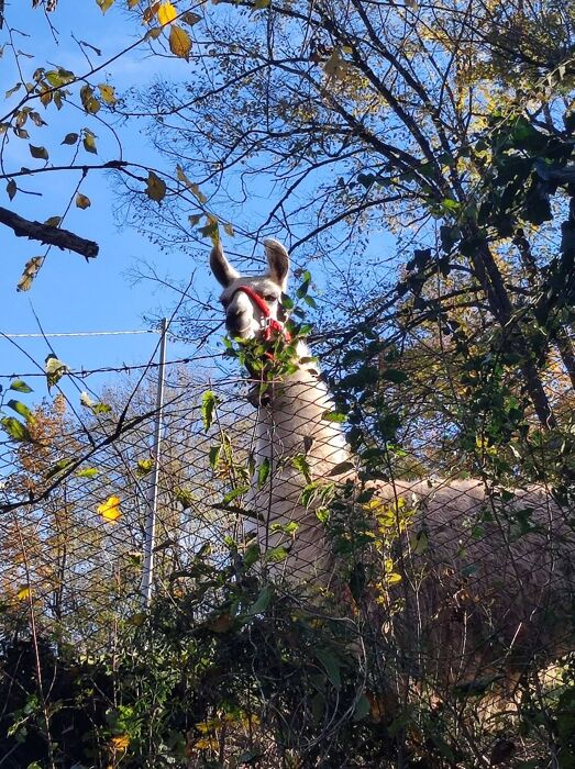 Trekking tra l'Oratorio degli Zanchi e la Forra Nascosta con pranzo in trattoria Trekking tra l'Oratorio degli Zanchi e la Forra Nascosta con pranzo in trattoria desktop picture