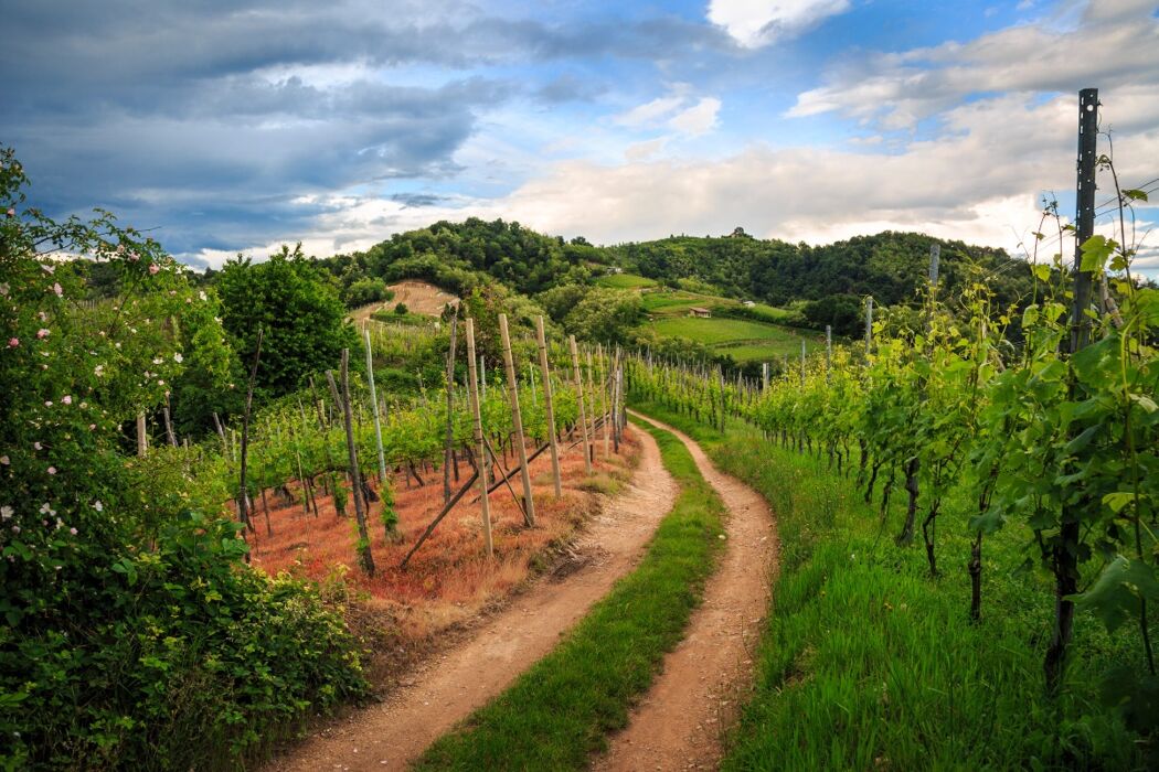 Trekking panoramico tra le vigne di Gattinara Trekking panoramico tra le vigne di Gattinara desktop picture