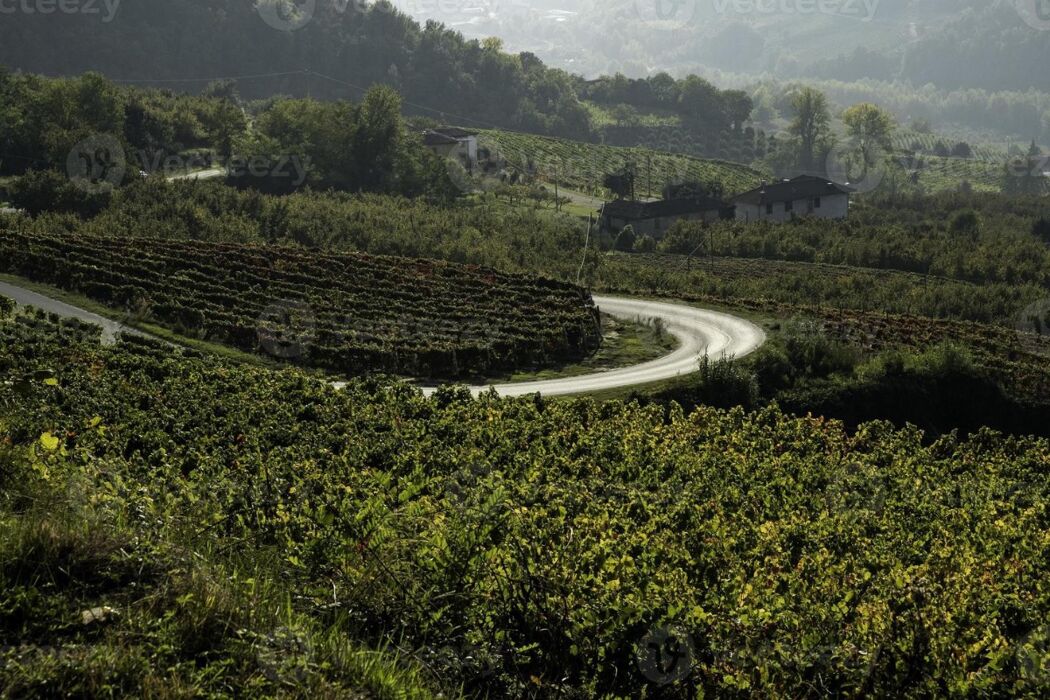 Escursione ad anello e Big Bench tra i vigneti di Moscato Escursione ad anello e Big Bench tra i vigneti di Moscato desktop picture