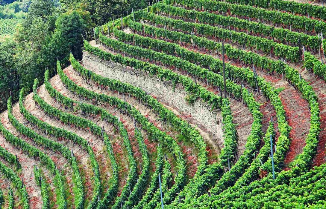 Escursione ad anello e Big Bench tra i vigneti di Moscato Escursione ad anello e Big Bench tra i vigneti di Moscato desktop picture