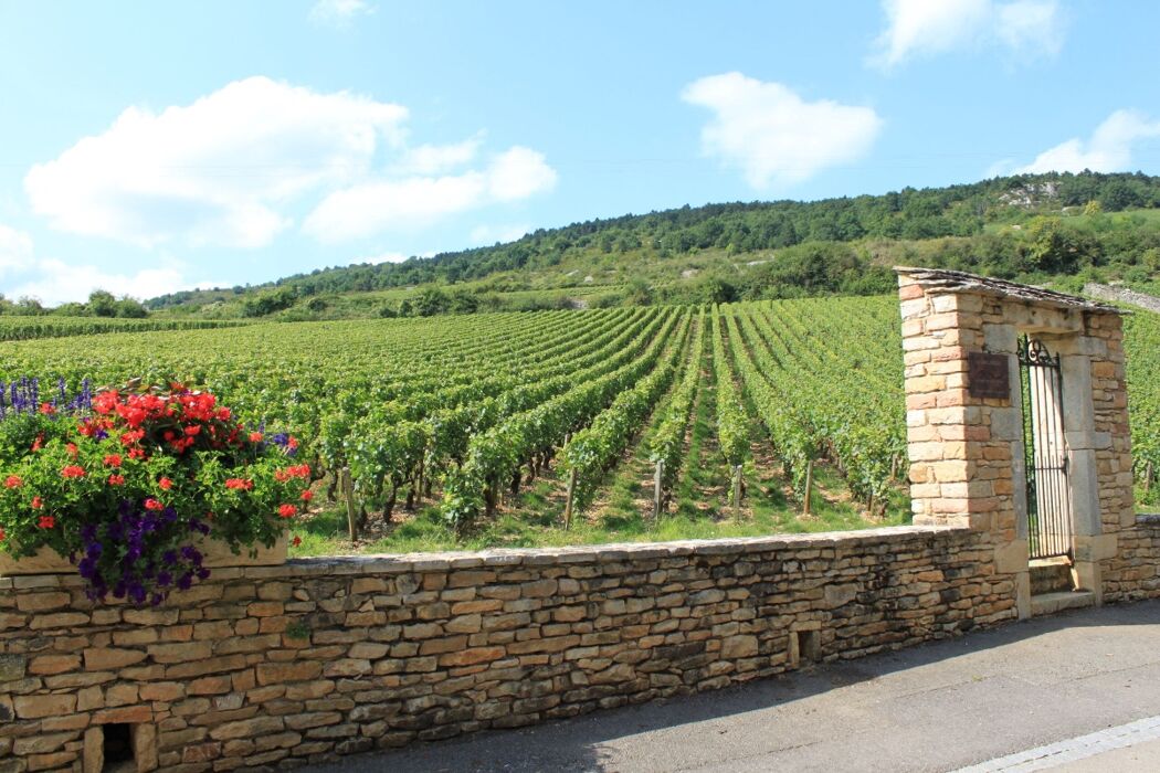 Percorso ad Anello tra i vigneti di Montebello a Rocca Grimalda Percorso ad Anello tra i vigneti di Montebello a Rocca Grimalda desktop picture