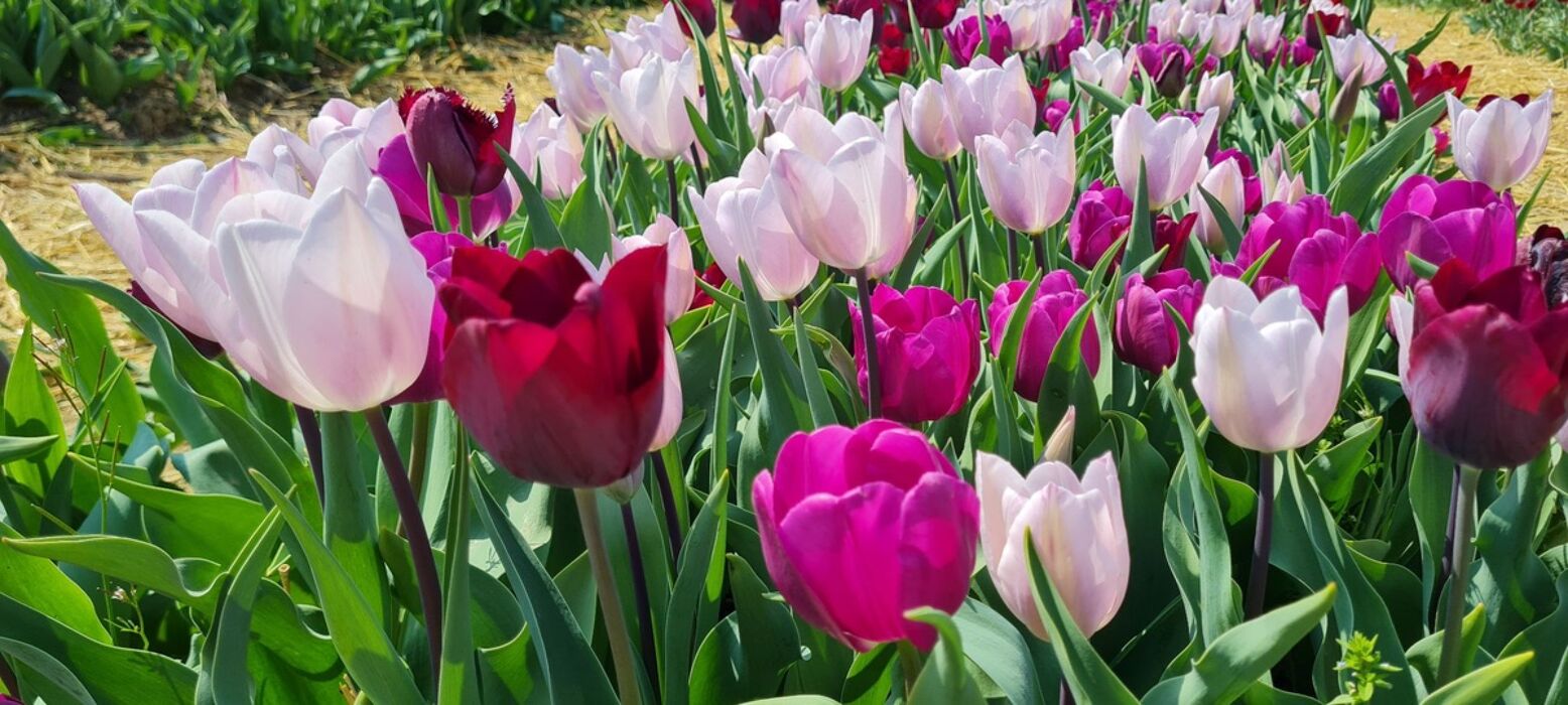 Trekking con Picnic sul Monte Canto e Raccolta di Tulipani Trekking con Picnic sul Monte Canto e Raccolta di Tulipani desktop picture