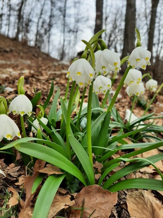 Domenica d'autunno in Agriturismo tra le colline di Marostica Domenica d'autunno in Agriturismo tra le colline di Marostica desktop picture