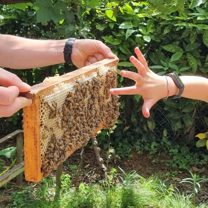 Giornata alla scoperta del Mondo delle Api con aperitivo e pranzo Giornata alla scoperta del Mondo delle Api con aperitivo e pranzo desktop picture