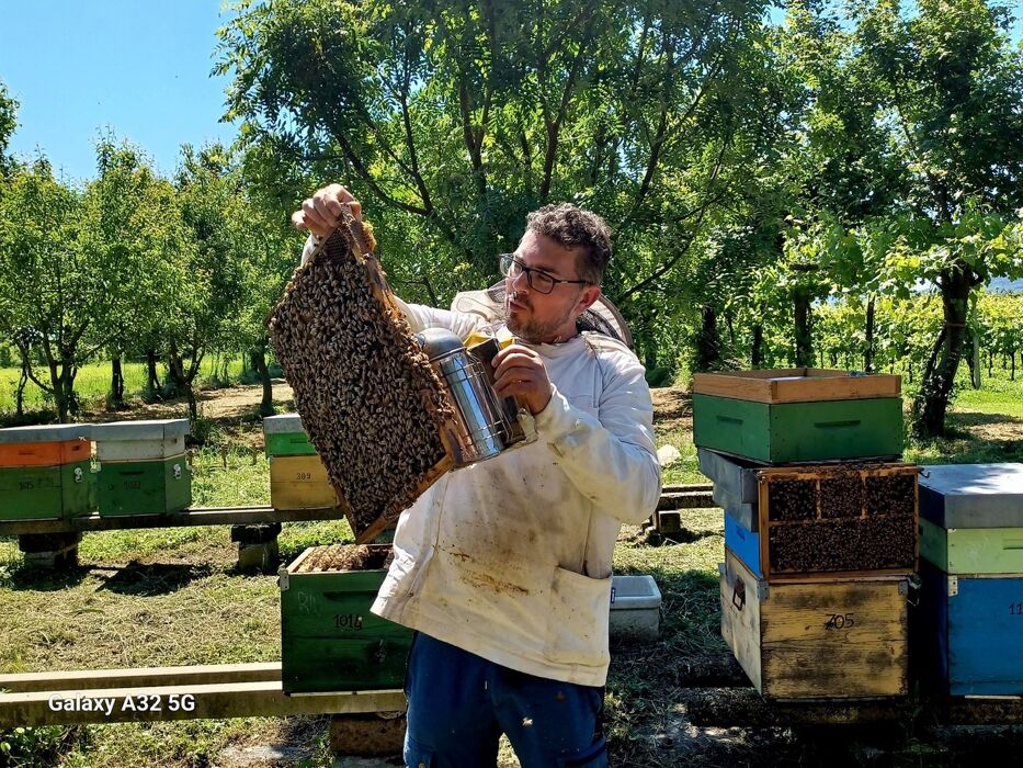 Giornata alla scoperta del Mondo delle Api con aperitivo e pranzo Giornata alla scoperta del Mondo delle Api con aperitivo e pranzo desktop picture