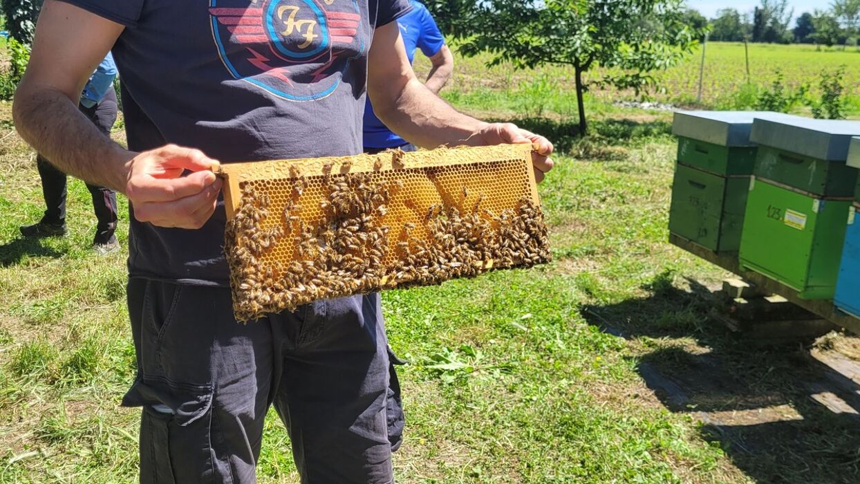 Giornata alla scoperta del Mondo delle Api con aperitivo e pranzo Giornata alla scoperta del Mondo delle Api con aperitivo e pranzo desktop picture