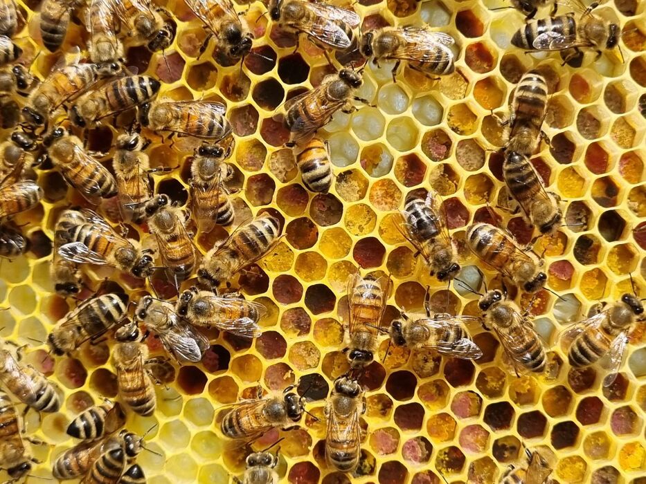 Giornata alla scoperta del Mondo delle Api con aperitivo e pranzo Giornata alla scoperta del Mondo delle Api con aperitivo e pranzo desktop picture