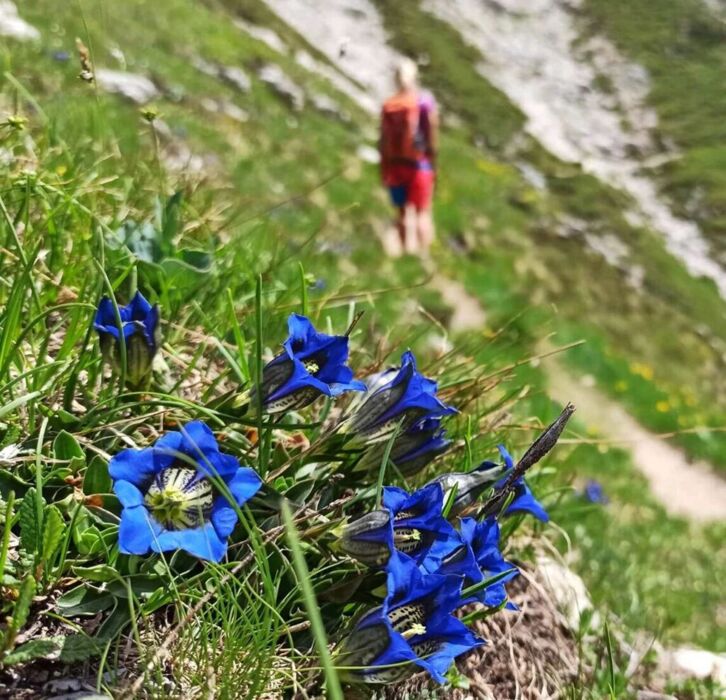 Cansiglio inedito: Pian dell’Erba, Piana di Cadolten con tappa in Malga Cansiglio inedito: Pian dell’Erba, Piana di Cadolten con tappa in Malga desktop picture