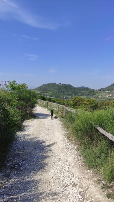 Alla scoperta delle bellissime Orchidee selvatiche dei Colli Euganei ed altri fiori Alla scoperta delle bellissime Orchidee selvatiche dei Colli Euganei ed altri fiori desktop picture