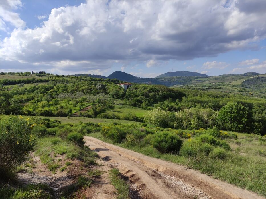 Alla scoperta delle bellissime Orchidee selvatiche dei Colli Euganei ed altri fiori Alla scoperta delle bellissime Orchidee selvatiche dei Colli Euganei ed altri fiori desktop picture
