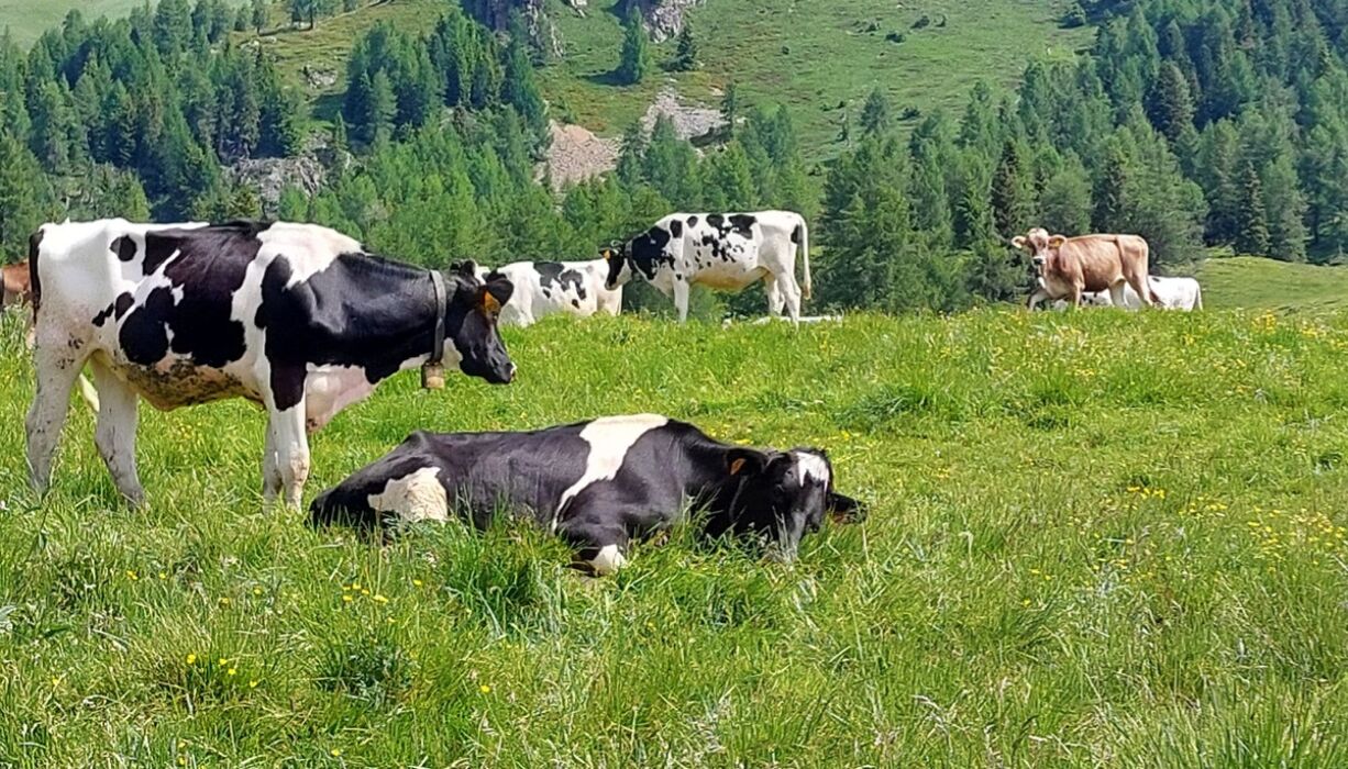 Escursione a Cima Socede e ai Laghetti Lasteati Escursione a Cima Socede e ai Laghetti Lasteati desktop picture