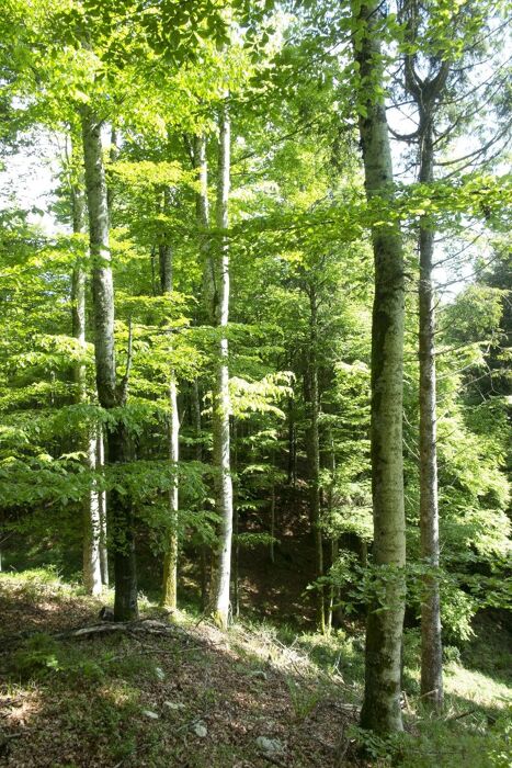 Magico Cansiglio di sera: giardino botanico, trekking e apericena Magico Cansiglio di sera: giardino botanico, trekking e apericena desktop picture