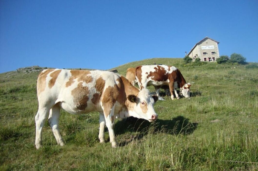 Trekking verso la cima più alta della Lessinia, Vallon Malera e la Bella Lasta Trekking verso la cima più alta della Lessinia, Vallon Malera e la Bella Lasta desktop picture