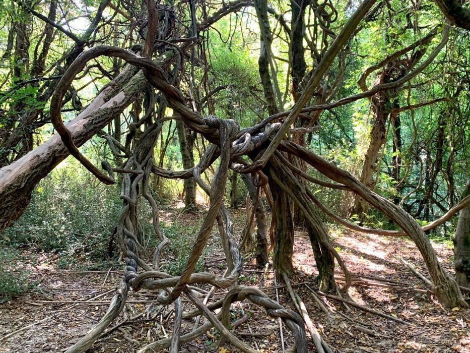 Passeggiata sensoriale nell'incantevole Parco del Curone Passeggiata sensoriale nell'incantevole Parco del Curone desktop picture