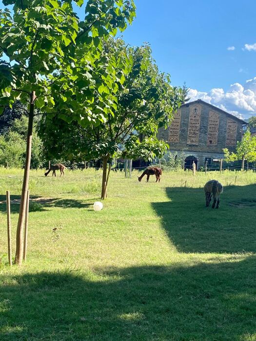 Raccolta di Castagne nel millenario Castagneto di Marola Raccolta di Castagne nel millenario Castagneto di Marola desktop picture