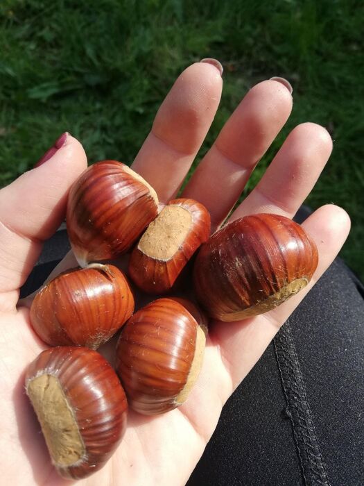 Raccolta di Castagne nel millenario Castagneto di Marola Raccolta di Castagne nel millenario Castagneto di Marola desktop picture