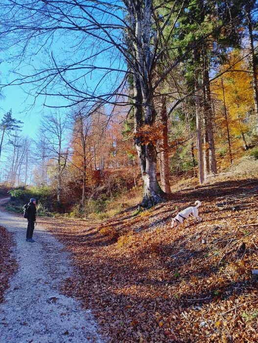Val di Sella: Arte e Natura tra colori e sapori trentini Val di Sella: Arte e Natura tra colori e sapori trentini desktop picture