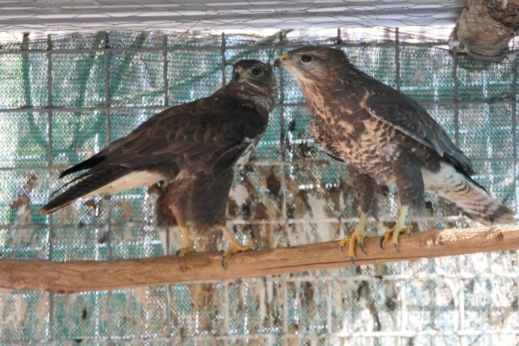 Trekking Berico e il Cras di Villabalzana con pranzo in Trattoria Trekking Berico e il Cras di Villabalzana con pranzo in Trattoria desktop picture