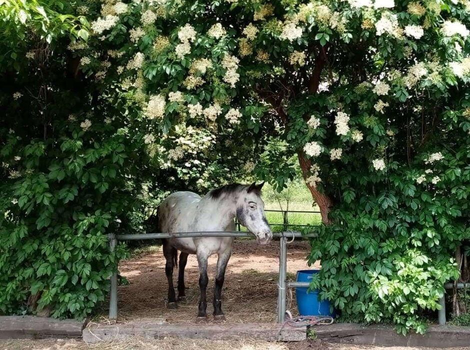 Alla scoperta di Brivio, con pranzo alla fattoria di Amici Cavalli Alla scoperta di Brivio, con pranzo alla fattoria di Amici Cavalli desktop picture