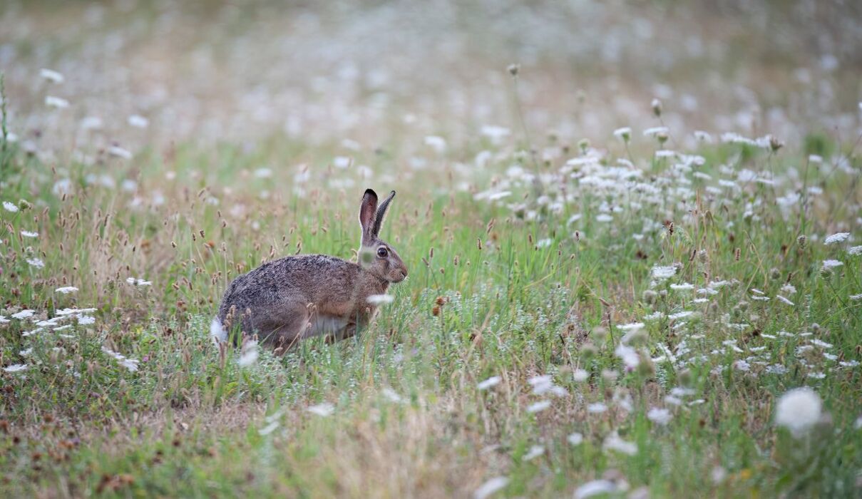 Collinata: Trekking a San Colombano al Lambro Collinata: Trekking a San Colombano al Lambro desktop picture