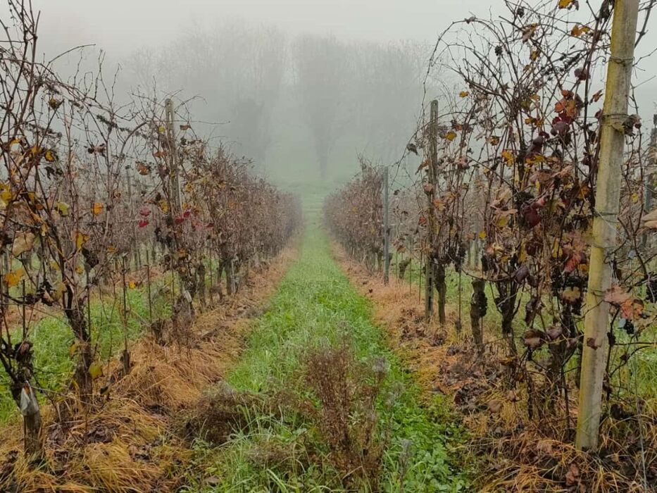 Collinata: Trekking a San Colombano al Lambro Collinata: Trekking a San Colombano al Lambro desktop picture