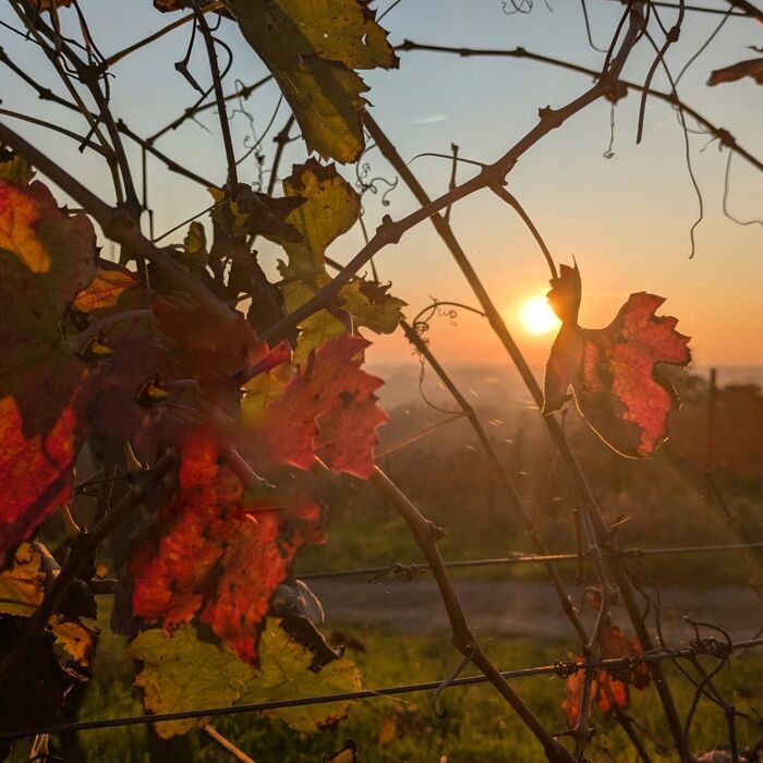 Collinata: Trekking a San Colombano al Lambro Collinata: Trekking a San Colombano al Lambro desktop picture