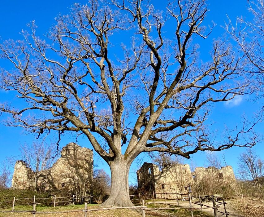Trek tra laghetti e la Grande Quercia con pizzata finale Trek tra laghetti e la Grande Quercia con pizzata finale desktop picture