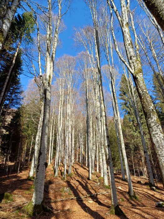 Trekking e yoga nella foresta del Cansiglio con pranzo tipico Trekking e yoga nella foresta del Cansiglio con pranzo tipico desktop picture