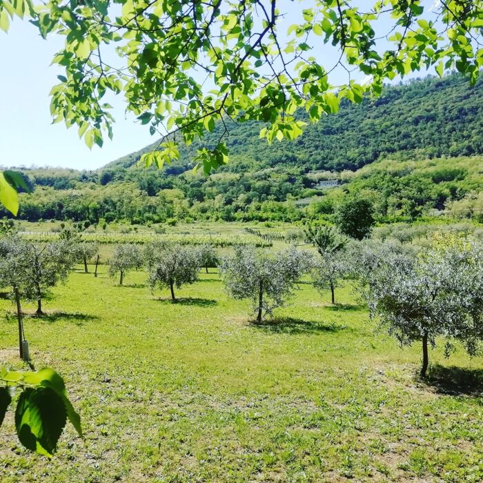 Escursione ad Anello tra Monticelli e M. Lispida Escursione ad Anello tra Monticelli e M. Lispida desktop picture