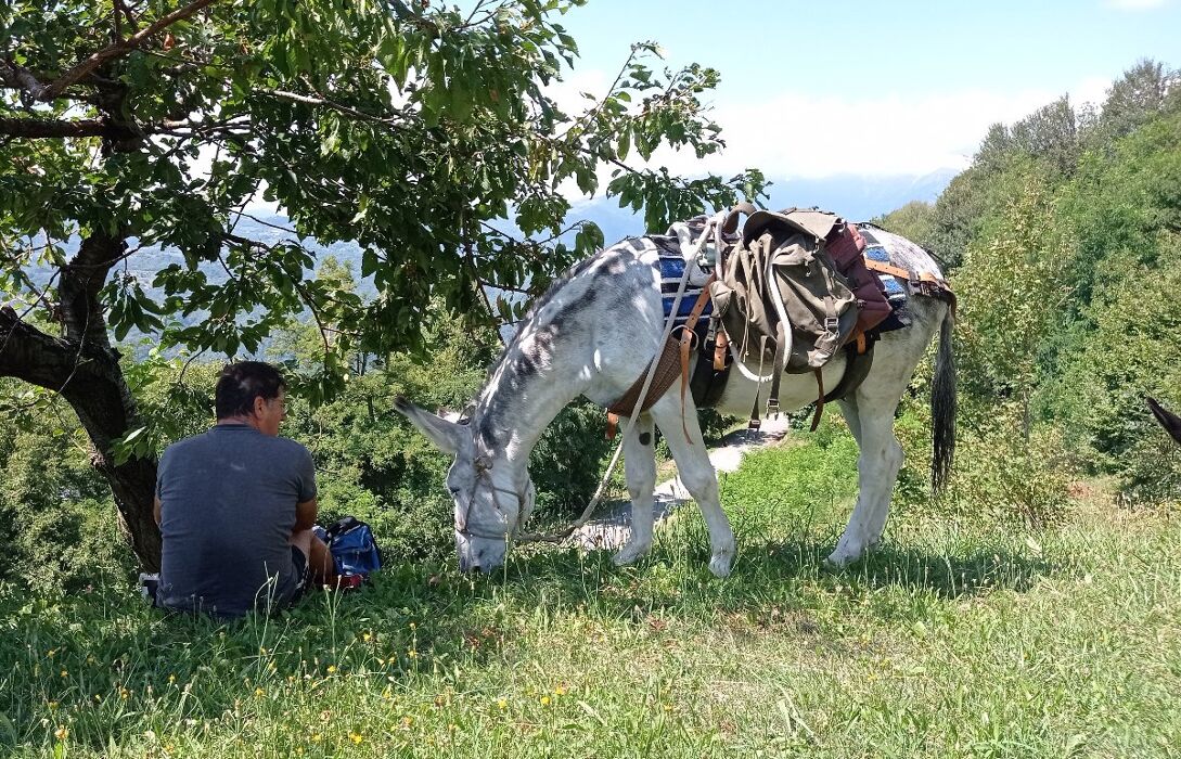 Escursione someggiata con gli asini e degustazione in fattoria Escursione someggiata con gli asini e degustazione in fattoria desktop picture